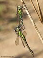 Blaugrüne Mosaikjungfer (Aeshna cyanea), kurz nach der Paarung - DE (HH)