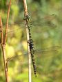 Blaugrüne Mosaikjungfer (Aeshna cyanea), kurz nach der Paarung - DE (HH)