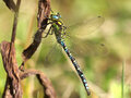Blaugrüne Mosaikjungfer (Aeshna cyanea), Männchen - DE (HH)