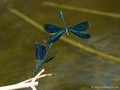Blauflügel- Prachtlibelle (Calopteryx virgo)﻿, Männchen - DE (MV)
