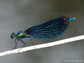 Blauflügel- Prachtlibelle (Calopteryx virgo)﻿, Männchen - DE (MV)