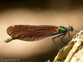 Blauflügel- Prachtlibelle (Calopteryx virgo)﻿, Weibchen - DE (MV)