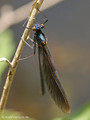 Blauflügel- Prachtlibelle (Calopteryx virgo)﻿, frisch geschlüpftes, unausgefärbtes Männchen - DE (MV)