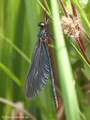 Blauflügel- Prachtlibelle (Calopteryx virgo)﻿, frisch geschlüpftes, unausgefärbtes Männchen - DE (MV)