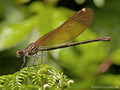 Blauflügel- Prachtlibelle (Calopteryx virgo)﻿, Weibchen - FR (Korsika, Balagne)