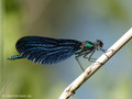 Blauflügel- Prachtlibelle (Calopteryx virgo)﻿, Männchen - DE (MV)
