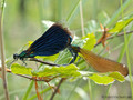 Blauflügel- Prachtlibelle (Calopteryx virgo)﻿, Paarungsrad - DE (MV)