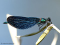 Blauflügel- Prachtlibelle (Calopteryx virgo)﻿, Männchen - DE (MV)