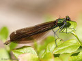 Blauflügel- Prachtlibelle (Calopteryx virgo)﻿, Weibchen - SE (Hallands län)