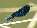 Blauflügel- Prachtlibelle (Calopteryx virgo)﻿, Männchen - DE (MV)