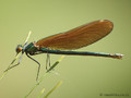 Blauflügel- Prachtlibelle (Calopteryx virgo)﻿, Weibchen - DE (MV)