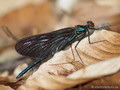 Blauflügel- Prachtlibelle (Calopteryx virgo)﻿, unausgefärbtes Männchen - DE (MV)