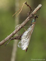 Blauflügel- Prachtlibelle (Calopteryx virgo)﻿, Weibchen kurz nach dem Schlupf - DE (MV)