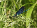 Blauflügel- Prachtlibelle (Calopteryx virgo)﻿, Männchen - DE (MV)
