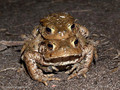 Erdkröte (Bufo bufo), Paar im Amplexus (Umklammerung) - DE (HH)