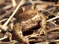 Erdkröte (Bufo bufo) - DE (SH)