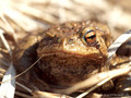Erdkröte (Bufo bufo) - DE (SH)