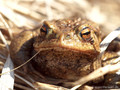 Erdkröte (Bufo bufo) - DE (SH)