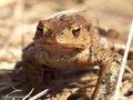 Erdkröte (Bufo bufo) - DE (SH)