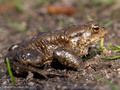 Erdkröte (Bufo bufo) -  SE (Hallands län)