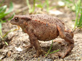 Erdkröte (Bufo bufo), Abwehrhaltung - DE (MV)