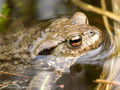 Erdkröte (Bufo bufo) - DE (HH)