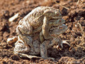 Erdkröte (Bufo bufo), Paarungszeit (zwei Männchen umklammern ein Weibchen) - DE (SH)