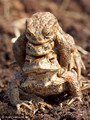 Erdkröte (Bufo bufo), Paarungszeit (zwei Männchen umklammern ein Weibchen) - DE (SH)