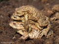 Erdkröte (Bufo bufo), Paarungszeit (zwei Männchen umklammern ein Weibchen) - DE (SH)