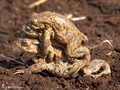 Erdkröte (Bufo bufo), Paarungszeit (zwei Männchen umklammern ein Weibchen) - DE (SH)
