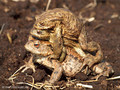 Erdkröte (Bufo bufo), Paarungszeit (zwei Männchen umklammern ein Weibchen) - DE (SH)