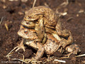 Erdkröte (Bufo bufo), Paarungszeit (zwei Männchen umklammern ein Weibchen) - DE (SH)