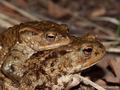 Erdkröte (Bufo bufo) - Paarungszeit - DE (HH)