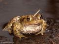 Erdkröte (Bufo bufo) - DE (HH)