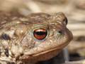 Erdkröte (Bufo bufo) - DE (SH)