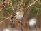 Buchfink (Fringilla coelebs), Weibchen - DE (HH)