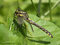 Gemeine Keiljungfer (Gomphus vulgatissimus), Weibchen - DE (MV)