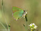 Grüner-Zipfelfalter (Callophrys rubi) - DE (MV