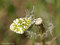 Aurorafalter (Anthocharis cardamines), Weibchen - DE (MV)