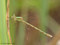 Südliche Binsenjungfer (Lestes barbarus), junges Weibchen - DE (MV)