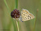 Brauner Feuerfalter (Lycaena tityrus) - DE (MV)