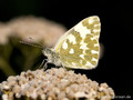 Resedafalter (Pontia edusa), Weibchen - DE (SH)