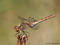 Gemeine Heidelibelle (Sympetrum vulgatum), Weibchen - DE (MV)
