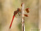 Gebänderte Heidelibelle (Sympetrum pedemontanum), Männchen - DE (MV)