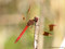 Gebänderte Heidelibelle (Sympetrum pedemontanum), Männchen - DE (MV)