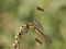 Gebänderte Heidelibelle (Sympetrum pedemontanum), Weibchen - DE (MV)