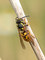 Deutsche Wespe (Vespula germanica) - DE (MV)