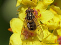 Gemeine Goldschwebfliege (Ferdinandea cuprea), Weibchen - DE (MV)