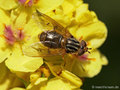 Gemeine Goldschwebfliege (Ferdinandea cuprea), Weibchen - DE (MV)