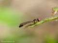 Gemeine Schattenschwebfliege oder Helle Nadel-Schwebfliege (Baccha elongata), Männchen - DE (MV)